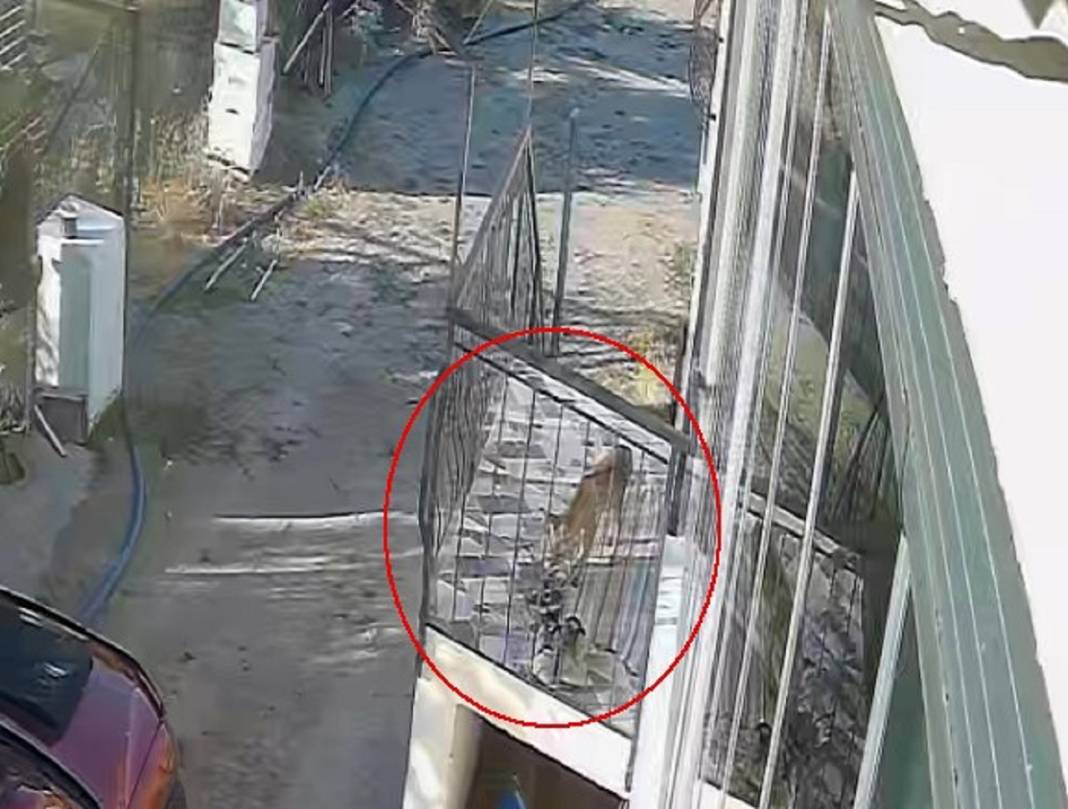 Konya'da gülümseten olay! Terlikleri bir bir çalınıyordu, hırsız ne kedi ne köpek çıktı 3